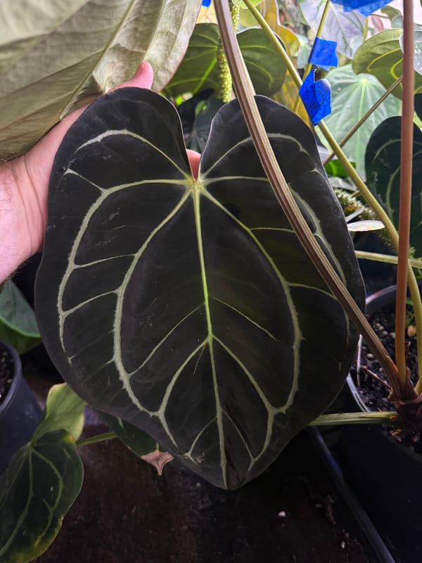 Anthurium carlablackiae "Tropicarla" mother plant