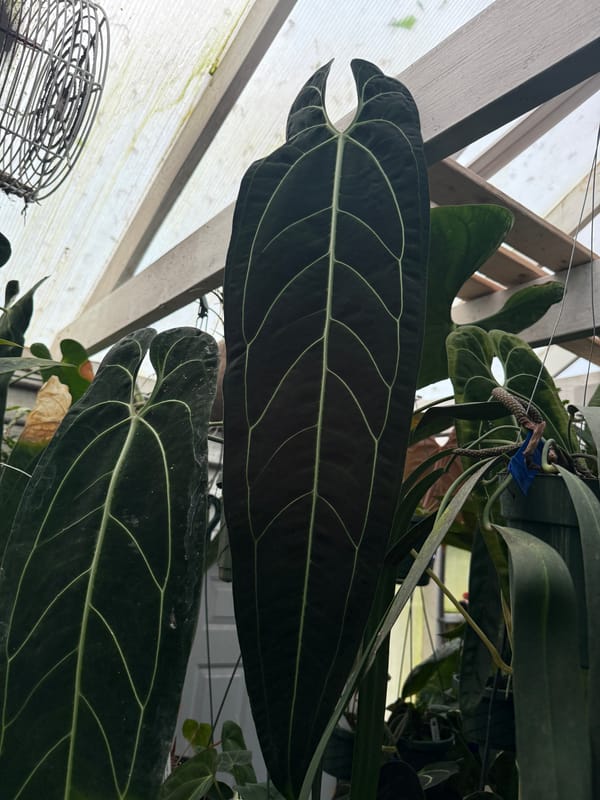 Anthurium warocqueanum mother plant