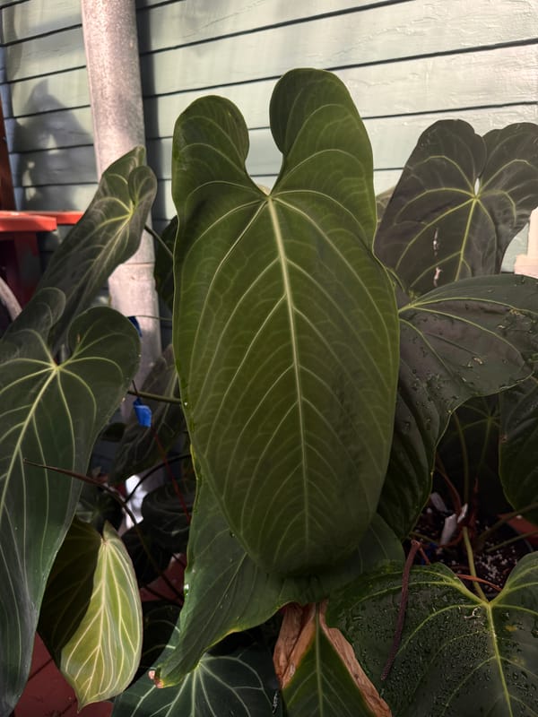 Anthurium warocqueanum hybrid mother plant