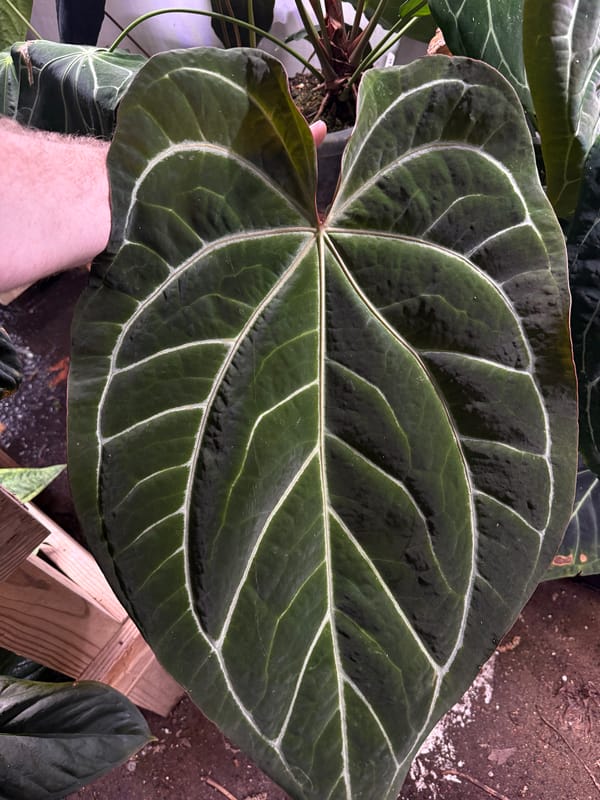 "Wonder Boy Dark" x "Doc Block" mother plant, photo 2 of 2