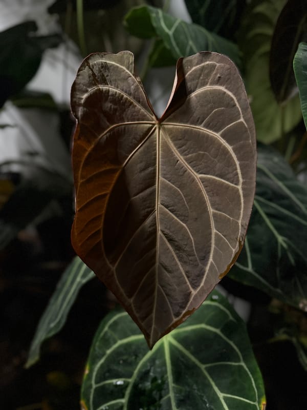 "Wonder Boy Dark" x "Doc Block" mother plant, photo 1 of 2