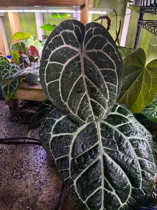 "Wonder Boy A" mother plant, photo 3 of 8