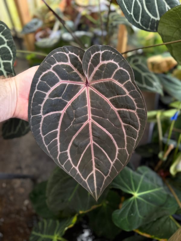 "Wonder Boy A" mother plant, photo 4 of 8