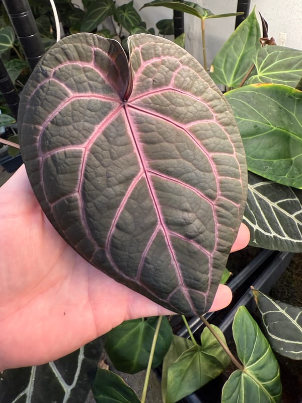 "Wonder Boy A" mother plant, photo 5 of 8