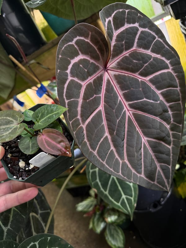 "Wonder Boy A" mother plant, photo 6 of 8