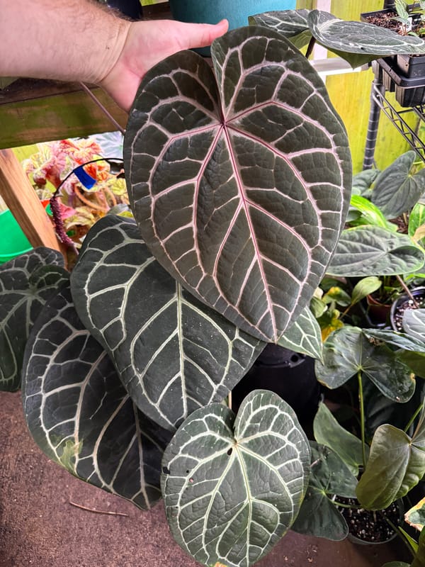"Wonder Boy A" mother plant, photo 7 of 8