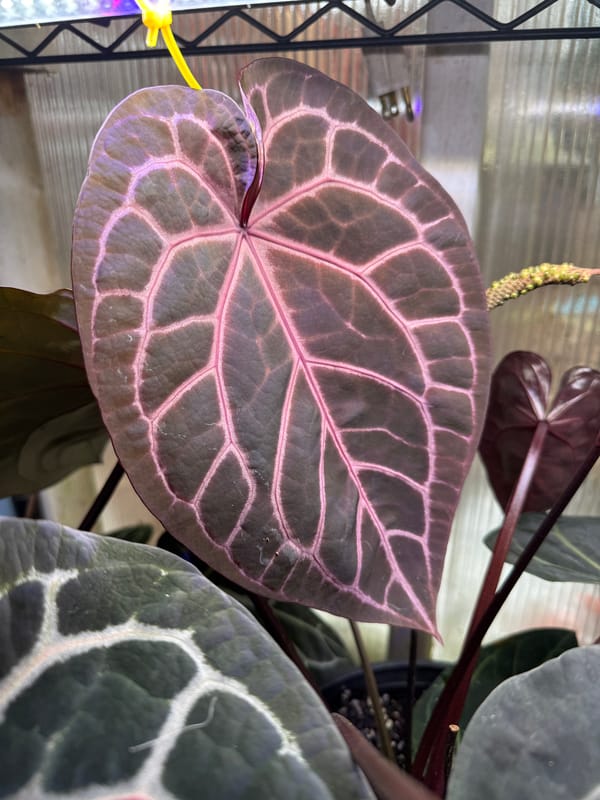 "Wonder Boy A" mother plant, photo 8 of 8