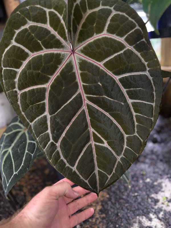 "Wonder Boy A" mother plant, photo 1 of 8