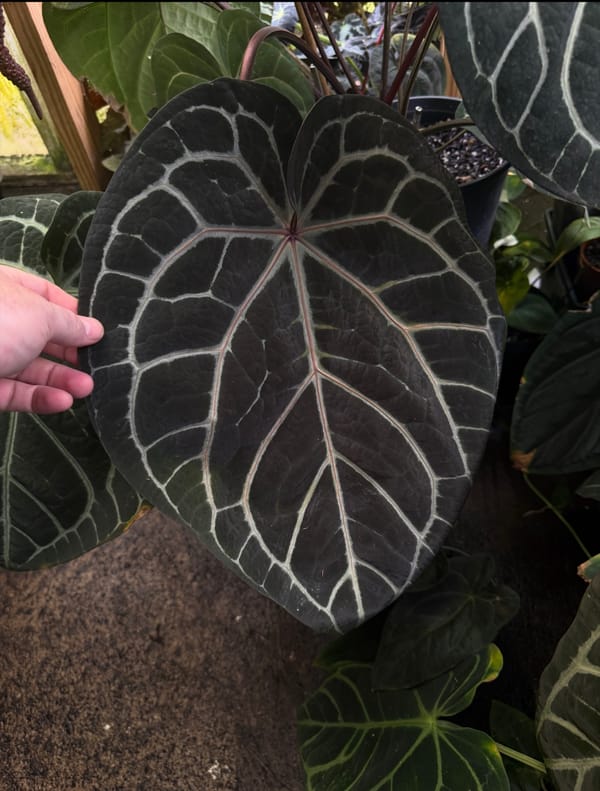 "Wonder Boy A" mother plant, photo 2 of 8
