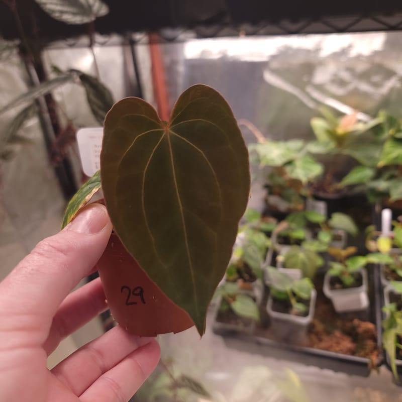 Anthurium 'Amy' as a seedling