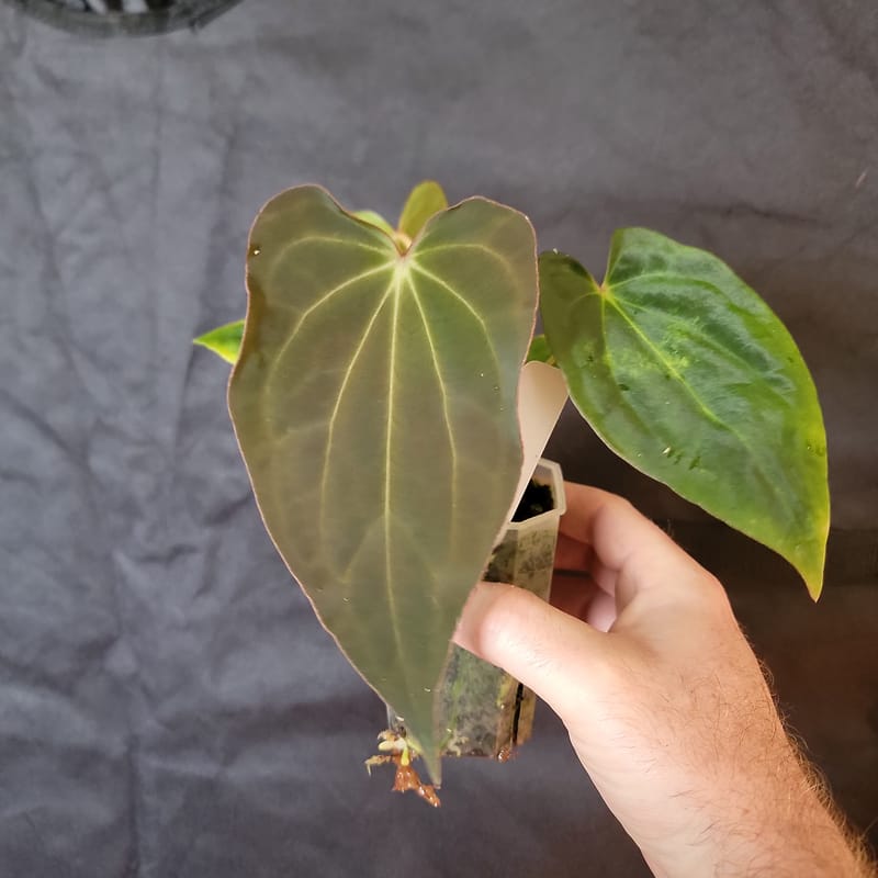 Anthurium 'Amy' as a seedling