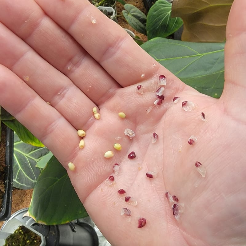 Cleaned Anthurium seeds ready to sow