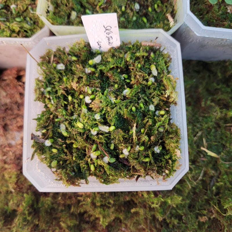 Closed humidity bin in the greenhouse