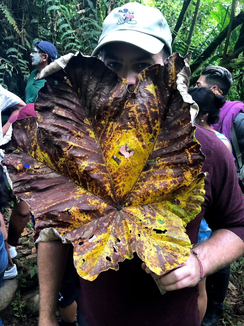 Wild aroids in Ecuador
