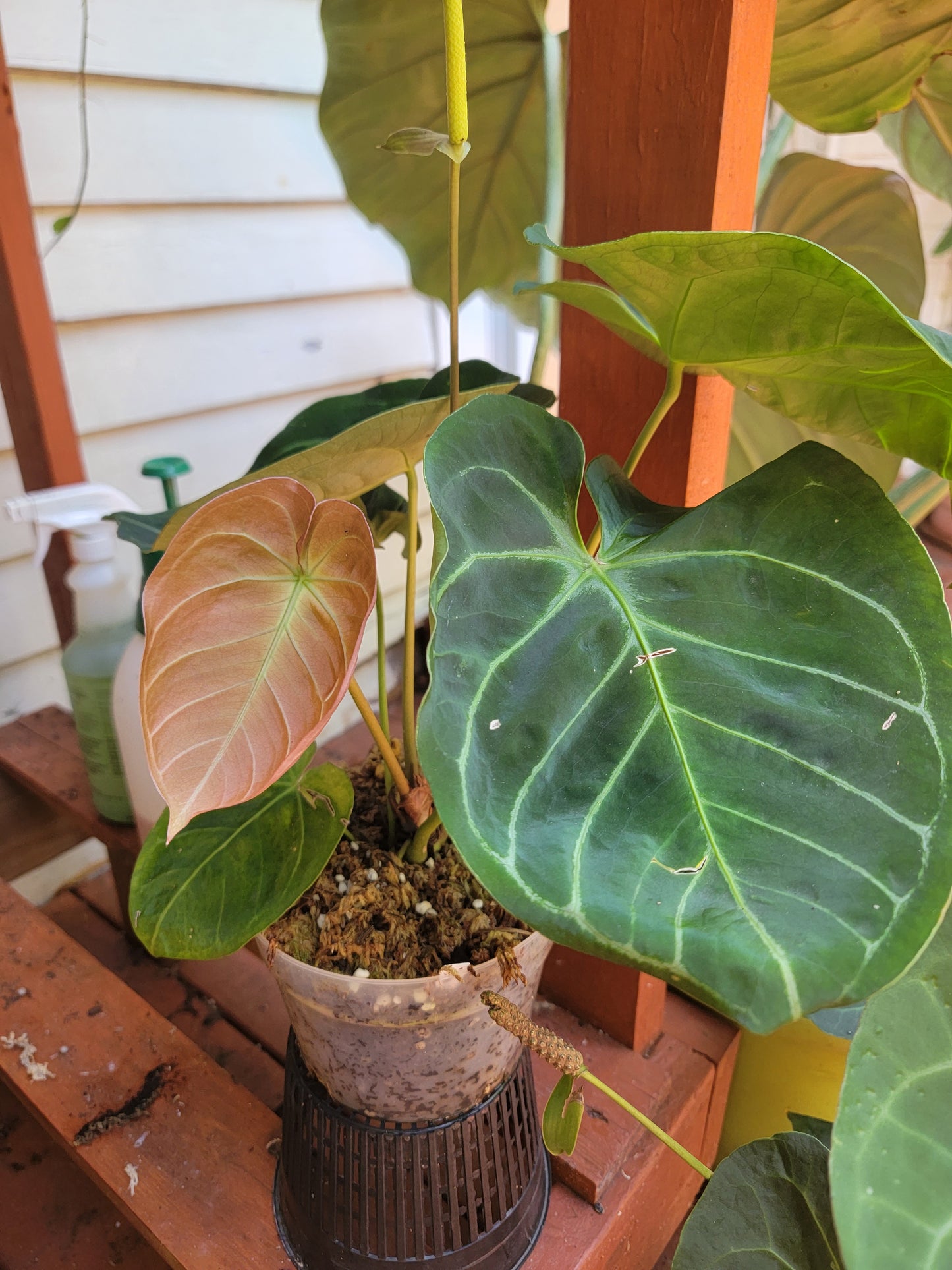 Anthurium SKG Indo dressleri (no id) f2 seedlings in 4" pot