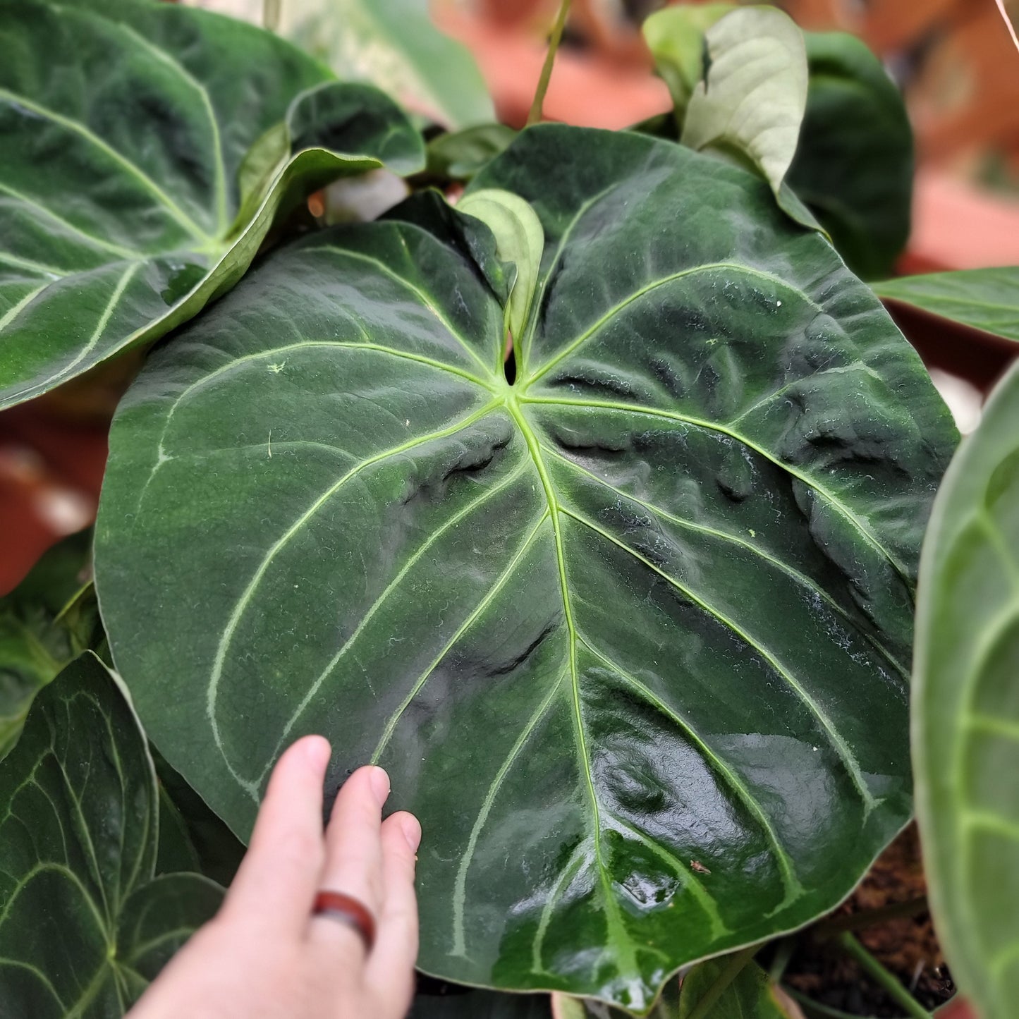 Anthurium "Justin" [(crystallinum x magnificum) x subsignatum] x SKG Indo dressleri (no id) seedlings in 4" pot