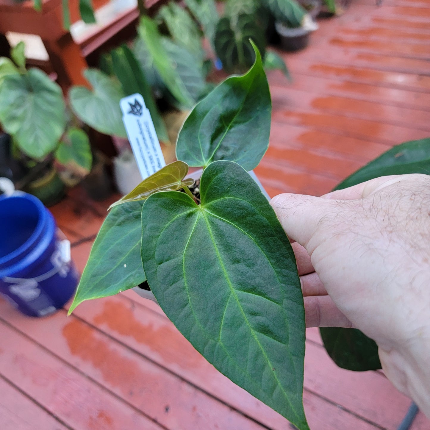 Anthurium "Justin" [(crystallinum x magnificum) x subsignatum] x SKG Indo dressleri (no id) seedlings in 4" pot