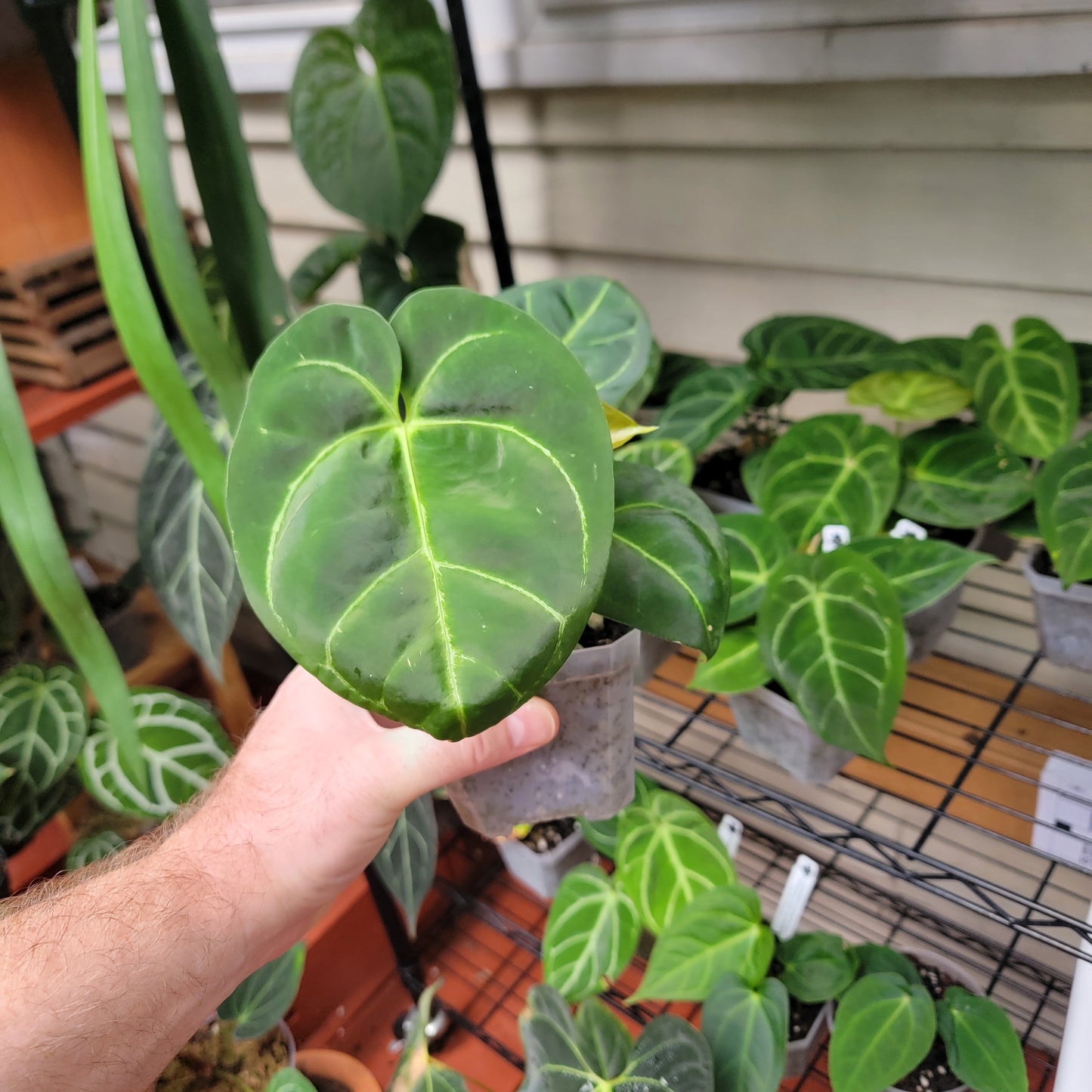 Anthurium SKG Indo dressleri (no id) f2 seedlings in 4" pot