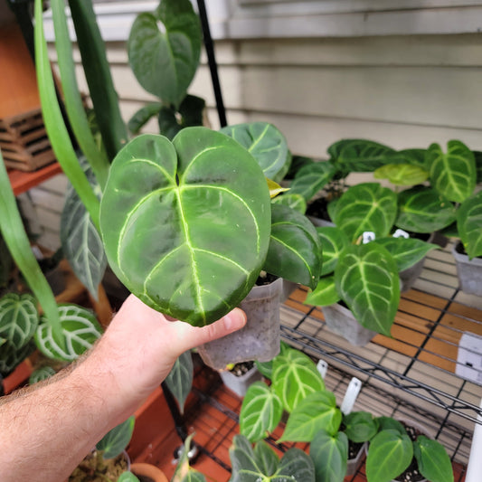 Anthurium SKG Indo dressleri (no id) f2 seedlings in 4" pot