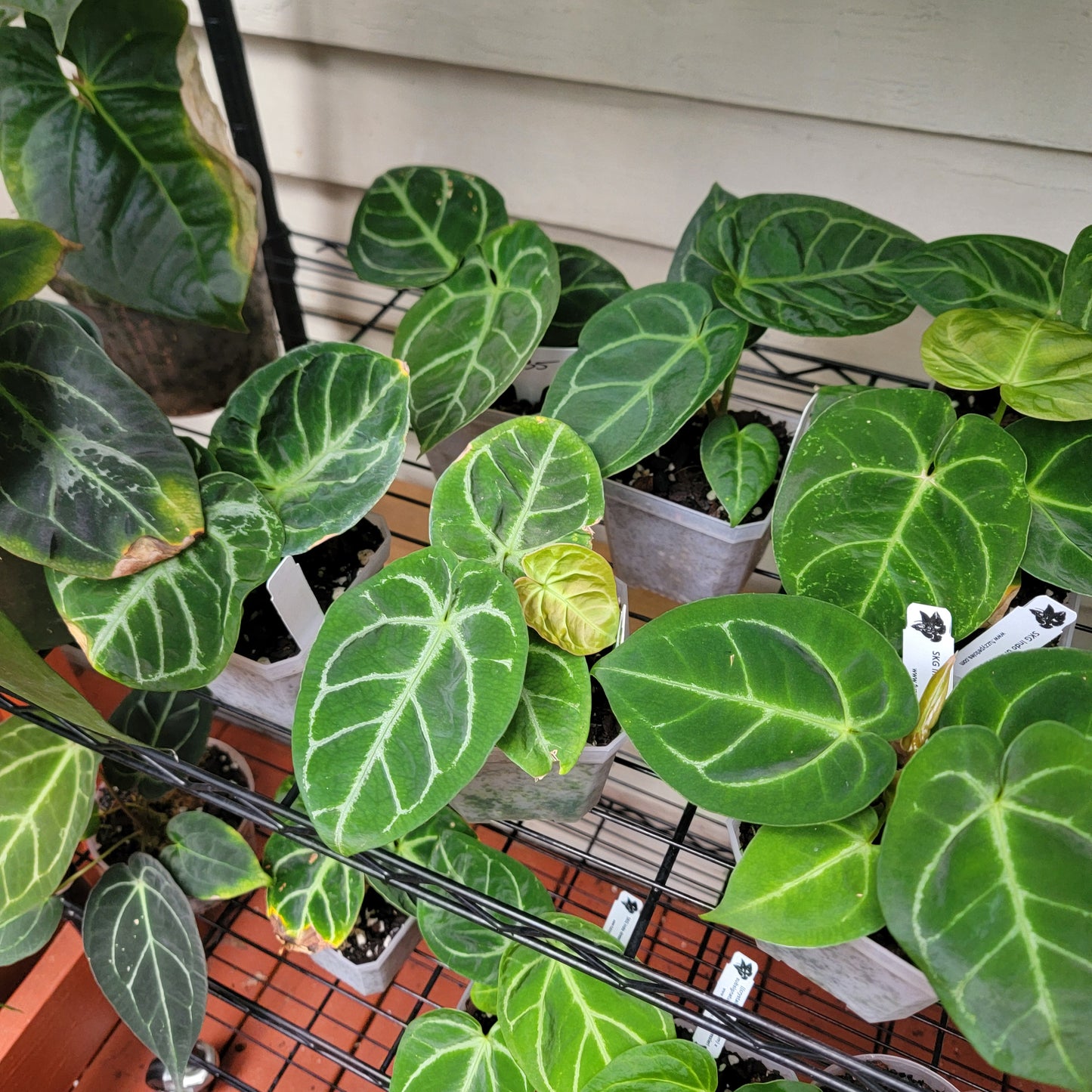 Anthurium SKG Indo dressleri (no id) f2 seedlings in 4" pot