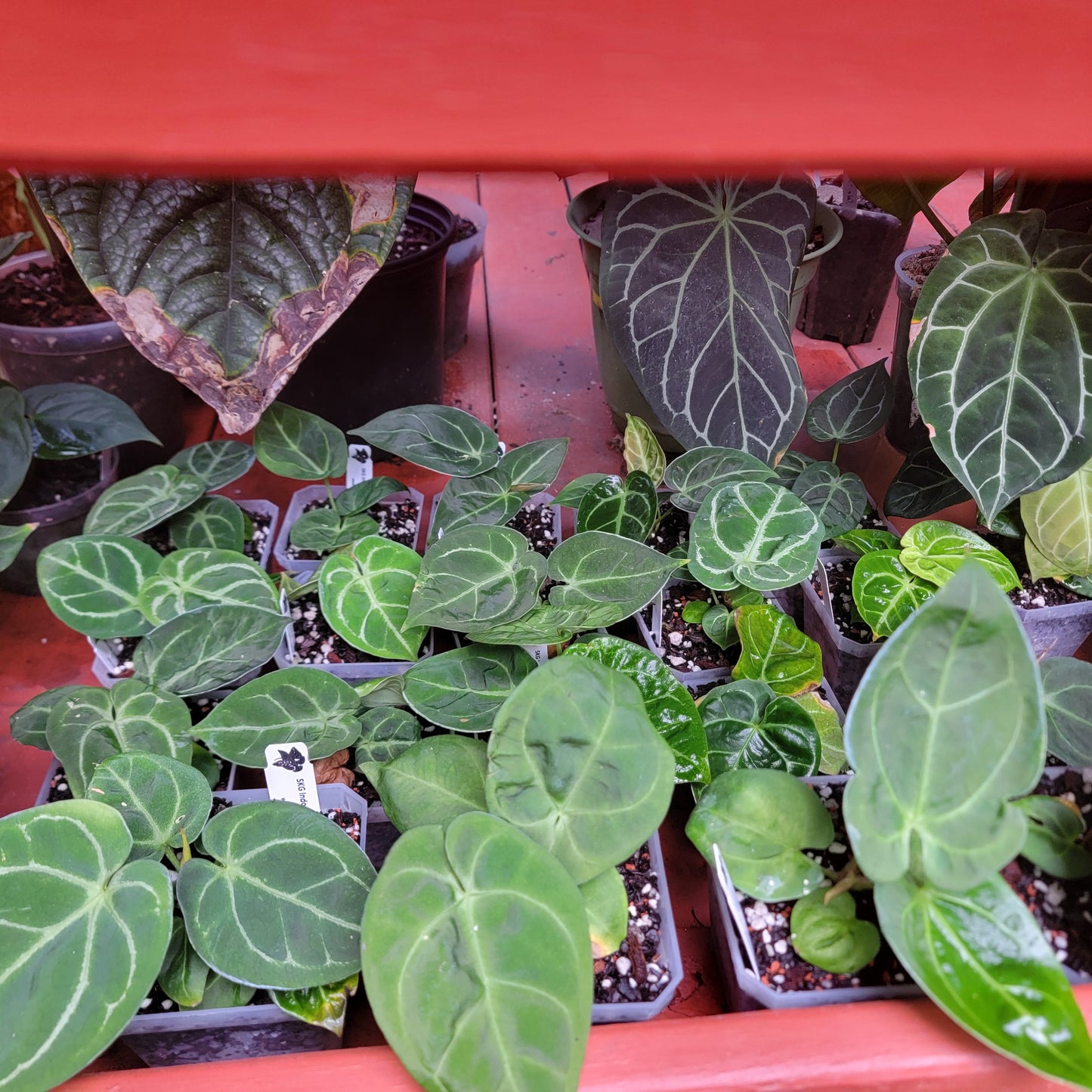 Anthurium SKG Indo dressleri (no id) f2 seedlings in 4" pot