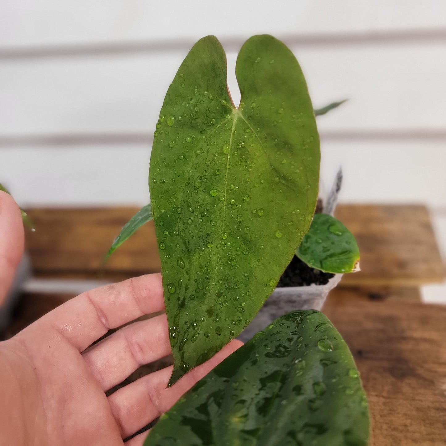 Anthurium (papillilaminum 'Gatorskin' x narrow besseae aff) x papillilaminum 8x5