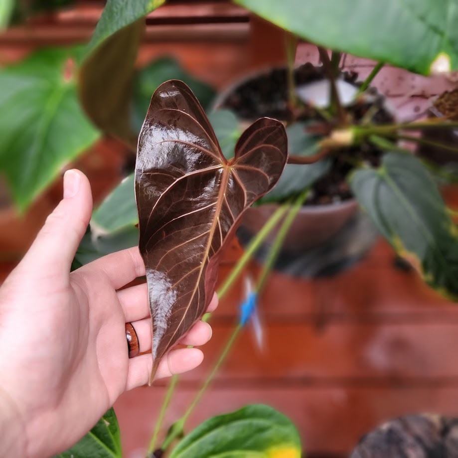 Anthurium "Justin" [(crystallinum x magnificum) x subsignatum] x besseae aff