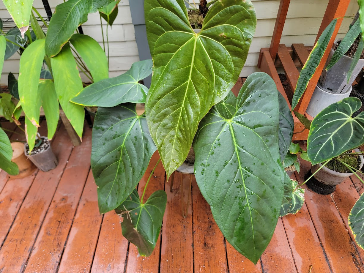 Anthurium "Justin" [(crystallinum x magnificum) x subsignatum] x besseae aff