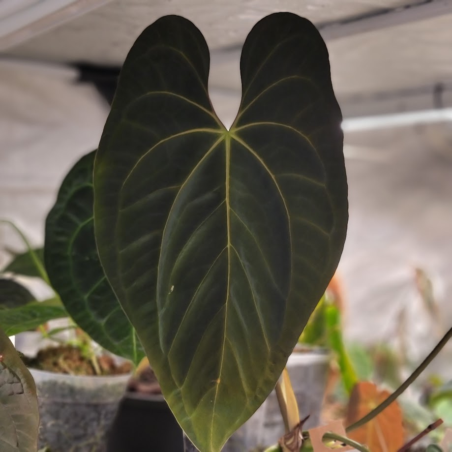 Anthurium (papillilaminum 'Gatorskin' x narrow besseae aff) x papillilaminum 8x5