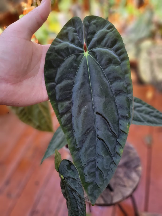 Anthurium (papillilaminum 'Gatorskin' x narrow besseae aff) x papillilaminum 8x5