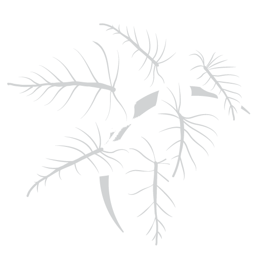Fuzzy Petioles logo