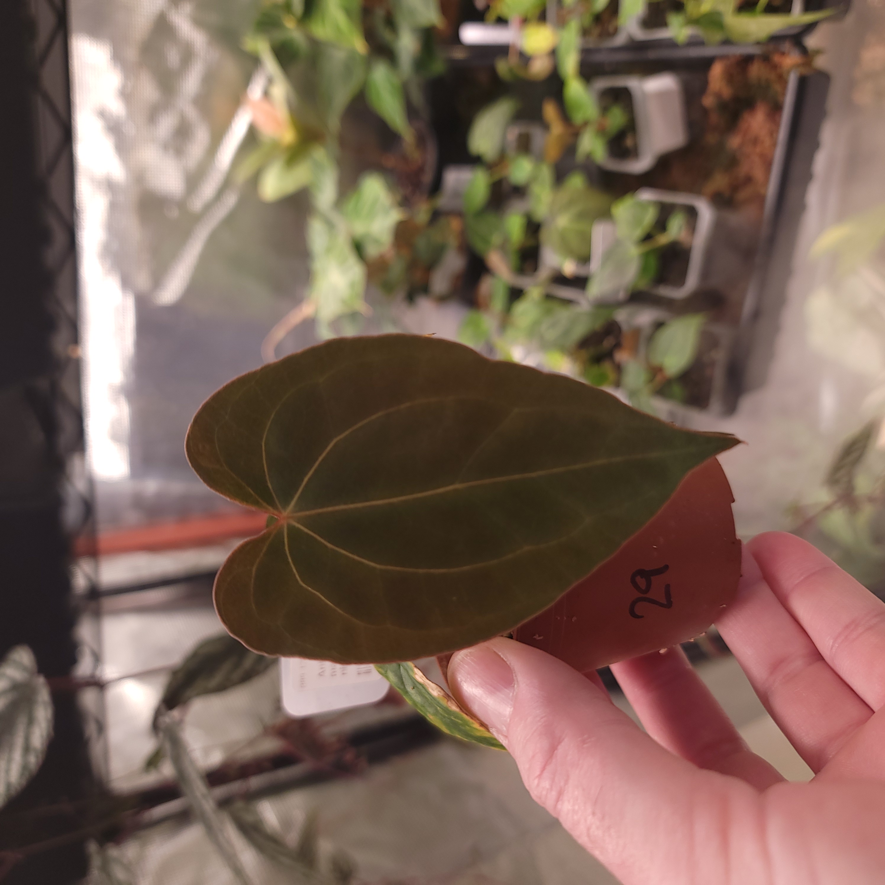 Anthurium 'Amy' as a seedling