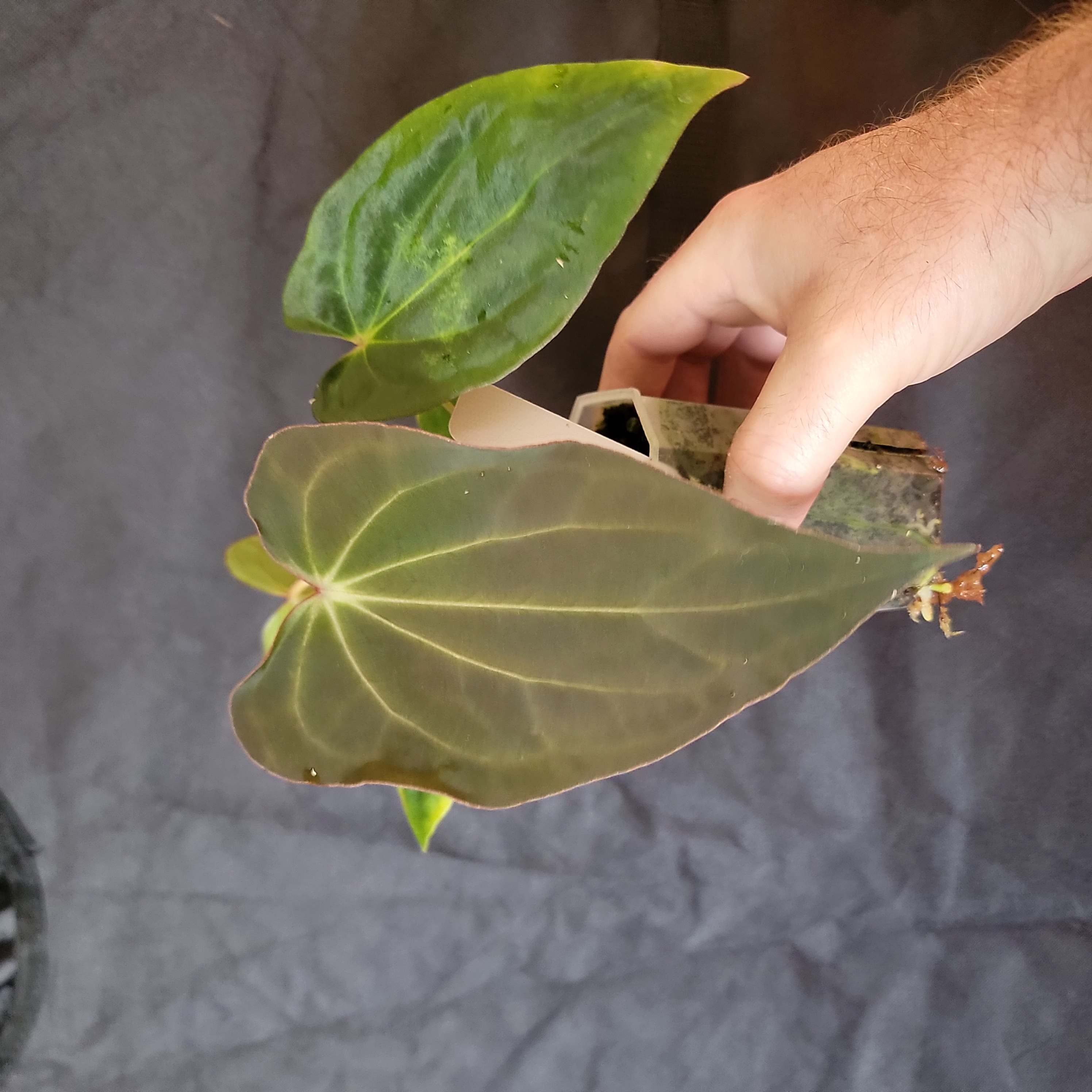 Anthurium 'Amy' as a seedling