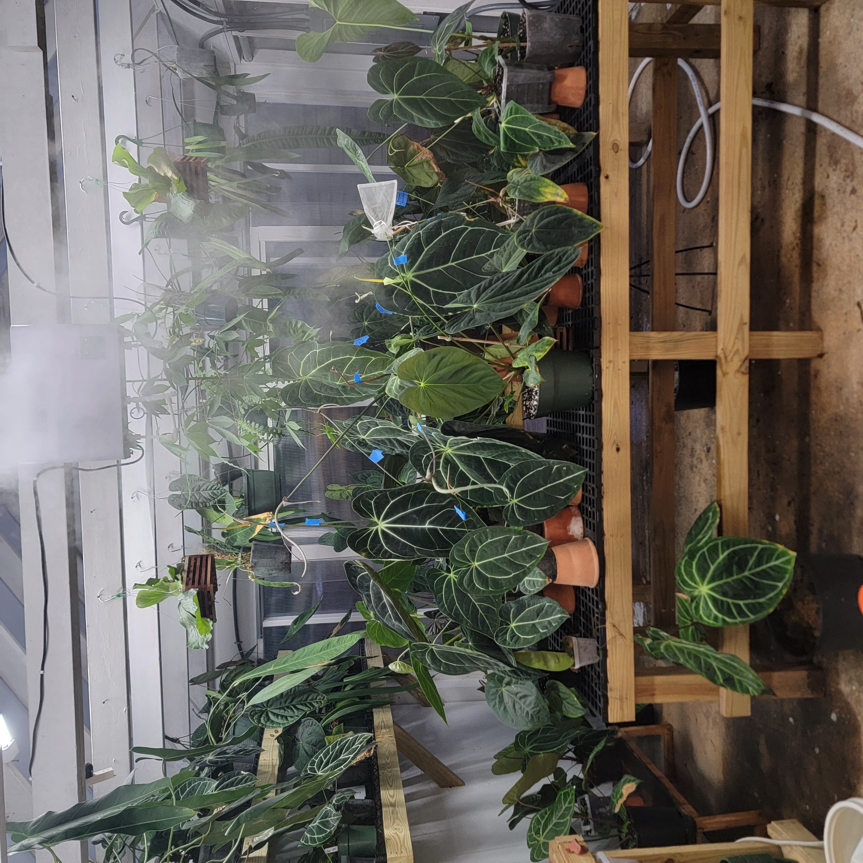 First plants moving in
