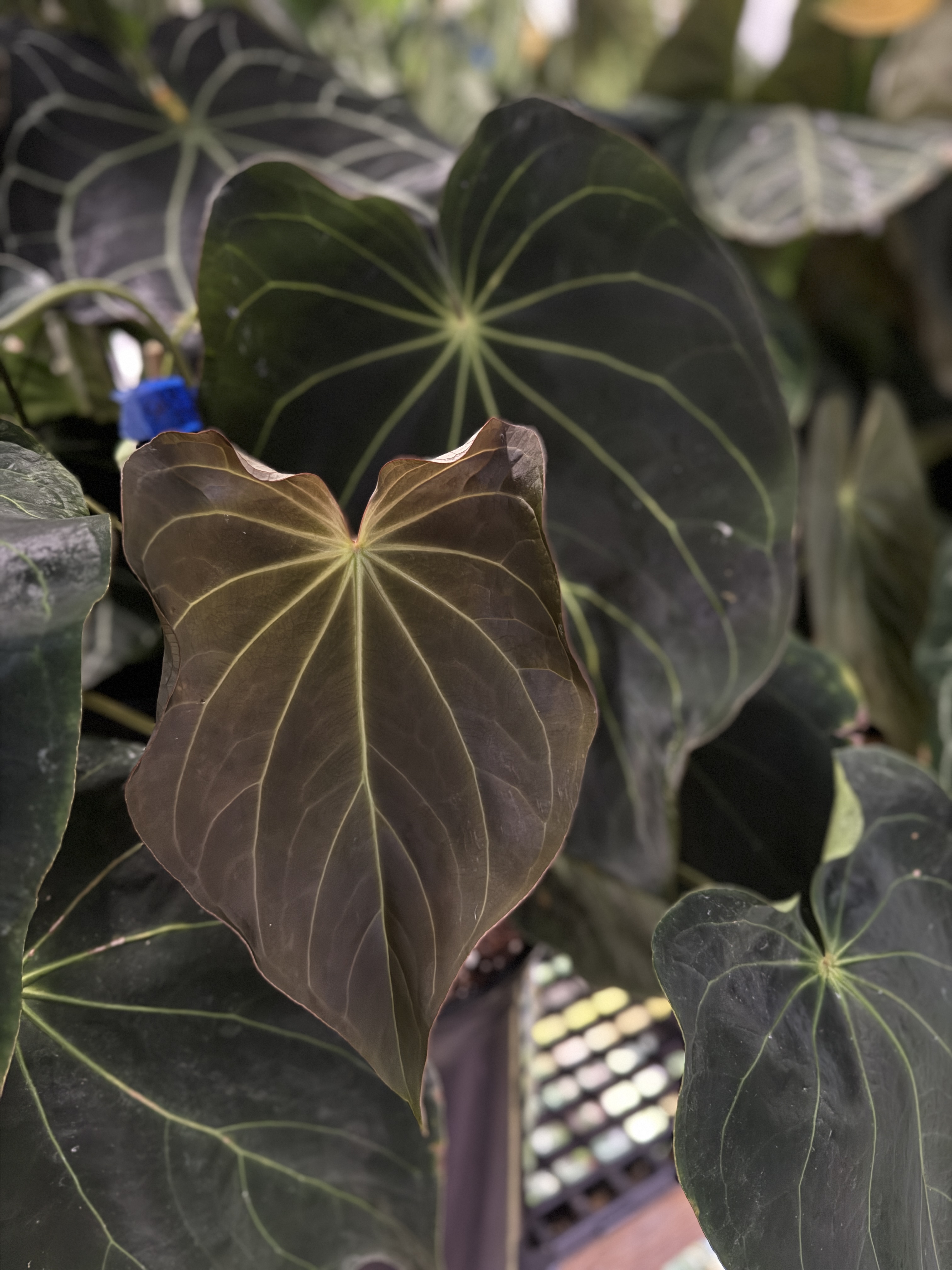 Anthurium 'Amy'