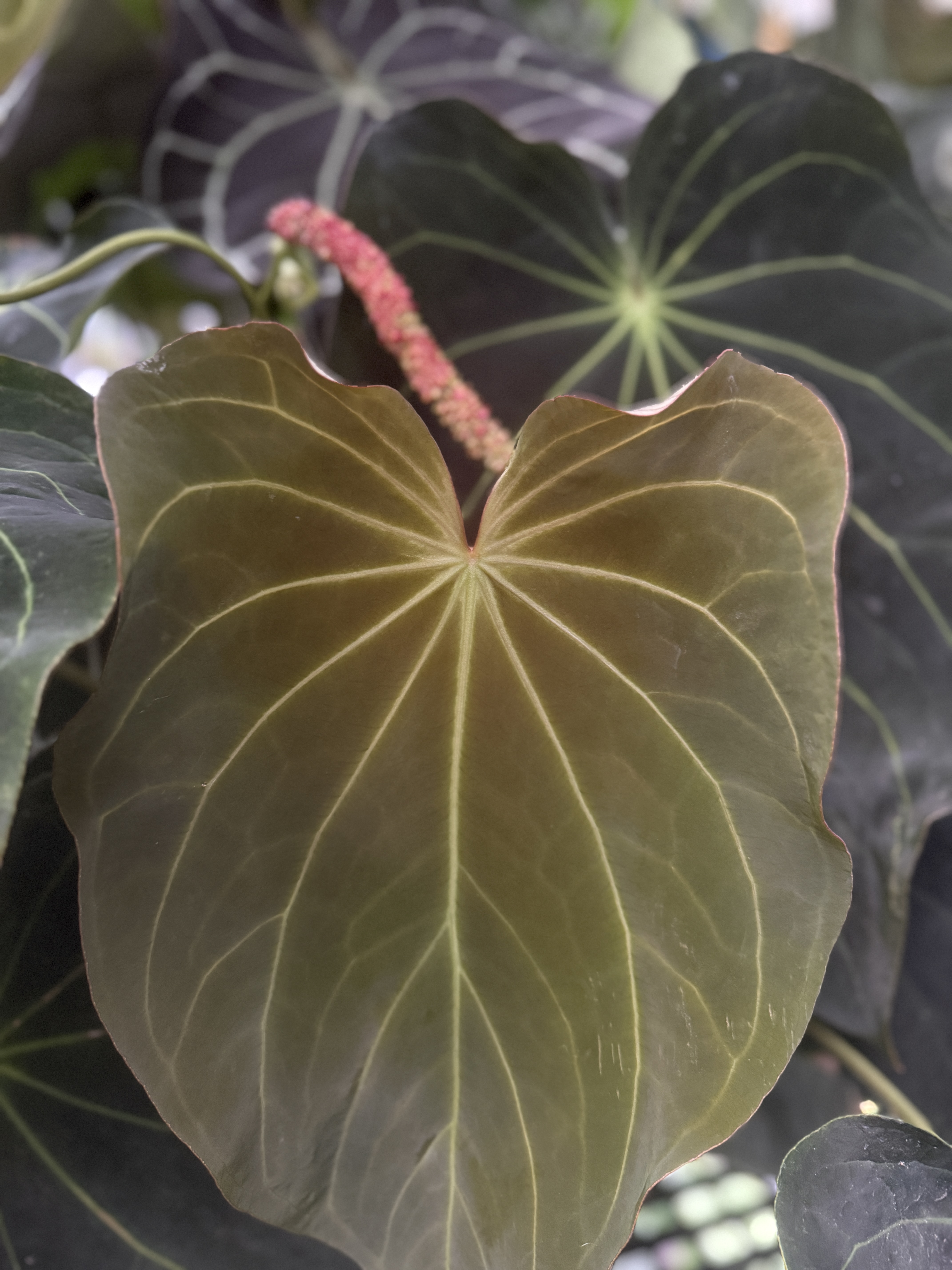 Anthurium 'Amy'