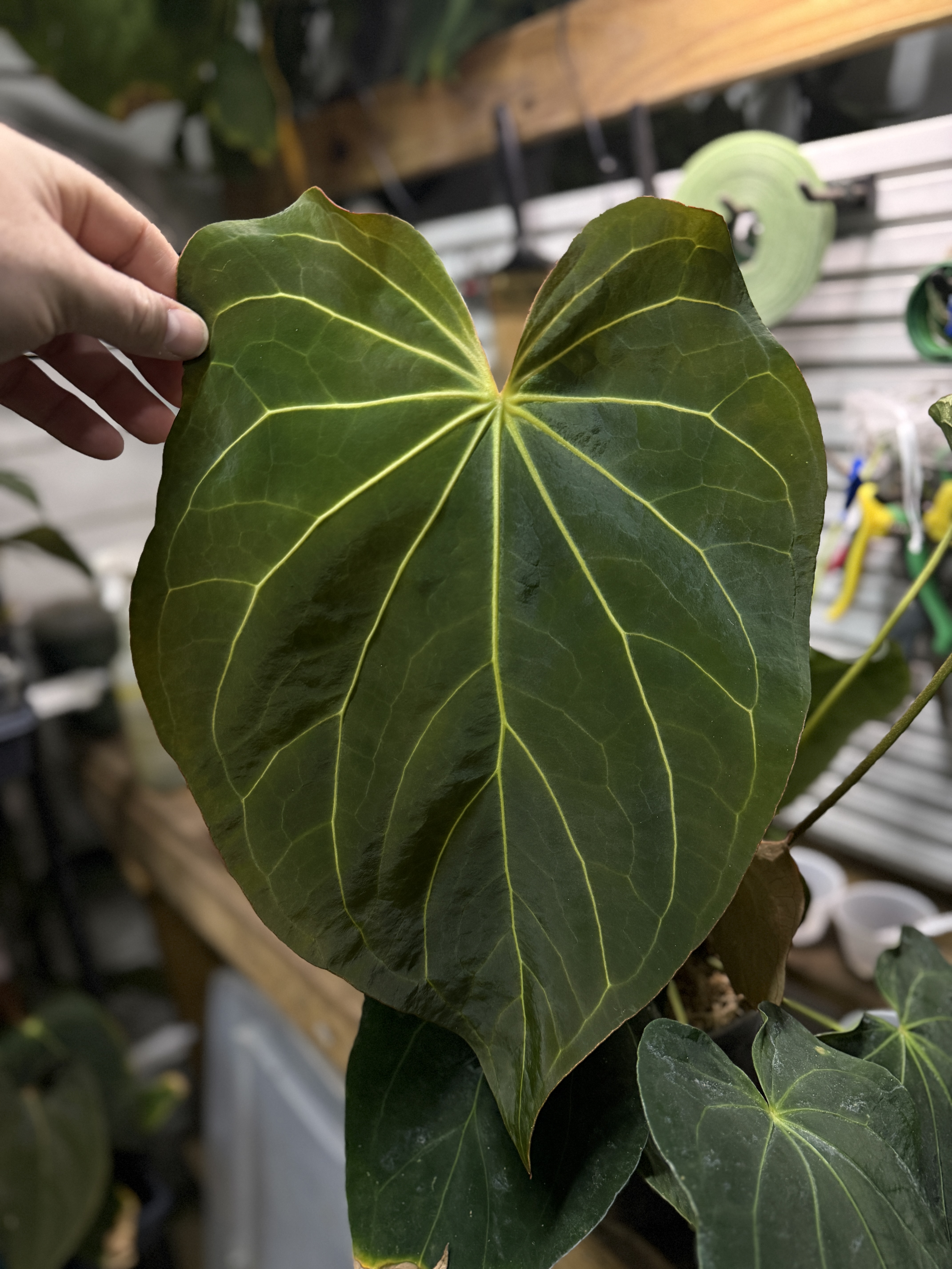 Anthurium 'Amy'