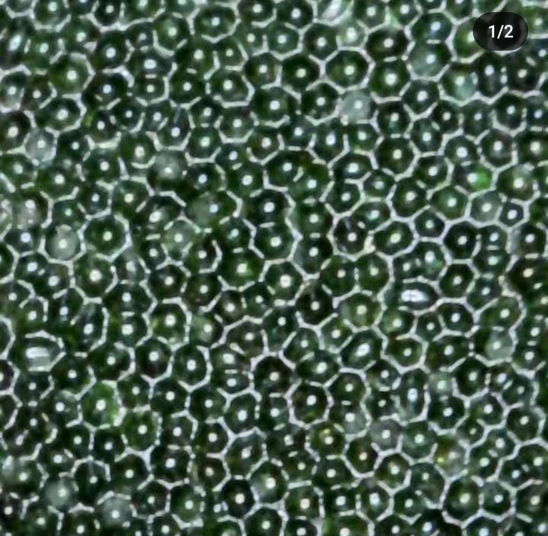 Papilla on Anthurium dressleri leaf lamina under magnification